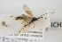  (Enclisis alpicola - NHMO-ENT-443475)  @11 [ ] CreativeCommons - Attribution Non-Commercial Share-Alike (2019) Unspecified University of Oslo, Natural History Museum