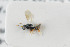  ( - NHMO-ENT-443647)  @11 [ ] CreativeCommons - Attribution Non-Commercial Share-Alike (2019) Unspecified University of Oslo, Natural History Museum