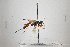  ( - NHMO-ENT-443538)  @11 [ ] CreativeCommons - Attribution Non-Commercial Share-Alike (2019) Unspecified University of Oslo, Natural History Museum