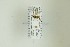  (Phytodietus gelitorius - NHMO-DAR-13339)  @12 [ ] CreativeCommons - Attribution Non-Commercial Share-Alike (2017) Unspecified University of Oslo, Natural History Museum