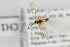  ( - NHMO-ENT-443522)  @11 [ ] CreativeCommons - Attribution Non-Commercial Share-Alike (2019) Unspecified University of Oslo, Natural History Museum