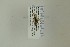  (Crypteffigies pseudocryptus - NHMO-DAR-13380)  @12 [ ] CreativeCommons - Attribution Non-Commercial Share-Alike (2017) Unspecified University of Oslo, Natural History Museum