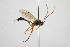  ( - NHMO-ENT-294249)  @14 [ ] CreativeCommons - Attribution Non-Commercial Share-Alike (2019) Unspecified University of Oslo, Natural History Museum