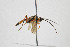 ( - NHMO-ENT-443539)  @11 [ ] CreativeCommons - Attribution Non-Commercial Share-Alike (2019) Unspecified University of Oslo, Natural History Museum