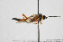  (Oresbius nivalis - NHMO-ENT-443486)  @15 [ ] CreativeCommons - Attribution Non-Commercial Share-Alike (2019) Unspecified University of Oslo, Natural History Museum