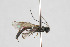  (Xorides niger - NHMO-ENT-295114)  @11 [ ] CreativeCommons - Attribution Non-Commercial Share-Alike (2019) Unspecified University of Oslo, Natural History Museum