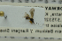  ( - NHMO-ENT-293040)  @11 [ ] CreativeCommons - Attribution Non-Commercial Share-Alike (2018) Unspecified University of Oslo, Natural History Museum