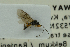  ( - NHMO-ENT-293009)  @11 [ ] CreativeCommons - Attribution Non-Commercial Share-Alike (2018) Unspecified University of Oslo, Natural History Museum