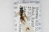  (Endasys melanurus - NHMO-ENT-510483)  @11 [ ] CreativeCommons - Attribution Non-Commercial Share-Alike (2019) Unspecified University of Oslo, Natural History Museum