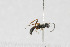  (Gelis melanophorus - NHMO-ENT-510484)  @12 [ ] CreativeCommons - Attribution Non-Commercial Share-Alike (2019) Unspecified University of Oslo, Natural History Museum