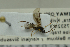  ( - NHMO-ENT-292986)  @12 [ ] CreativeCommons - Attribution Non-Commercial Share-Alike (2018) Unspecified University of Oslo, Natural History Museum