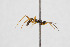  ( - NHMO-ENT-510485)  @11 [ ] CreativeCommons - Attribution Non-Commercial Share-Alike (2019) Unspecified University of Oslo, Natural History Museum