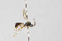  ( - NHMO-ENT-443515)  @11 [ ] CreativeCommons - Attribution Non-Commercial Share-Alike (2019) Unspecified University of Oslo, Natural History Museum