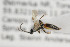  ( - NHMO-ENT-295495)  @11 [ ] CreativeCommons - Attribution Non-Commercial Share-Alike (2019) Unspecified University of Oslo, Natural History Museum
