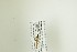  (Lissonota pleuralis - NHMO-DAR-12960)  @12 [ ] CreativeCommons - Attribution Non-Commercial Share-Alike (2017) Unspecified University of Oslo, Natural History Museum