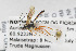 ( - NHMO-ENT-439627)  @11 [ ] CreativeCommons - Attribution Non-Commercial Share-Alike (2019) Unspecified University of Oslo, Natural History Museum