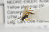  (Enclisis infernator - NHMO-ENT-443443)  @11 [ ] CreativeCommons - Attribution Non-Commercial Share-Alike (2019) Unspecified University of Oslo, Natural History Museum
