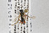  (Arenetra - NHMO-ENT-293945)  @11 [ ] CreativeCommons - Attribution Non-Commercial Share-Alike (2019) Unspecified University of Oslo, Natural History Museum