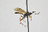  ( - NHMO-ENT-443484)  @11 [ ] CreativeCommons - Attribution Non-Commercial Share-Alike (2019) Unspecified University of Oslo, Natural History Museum