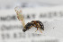  ( - NHMO-ENT-295477)  @11 [ ] CreativeCommons - Attribution Non-Commercial Share-Alike (2019) Unspecified University of Oslo, Natural History Museum
