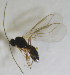  ( - HERSELEB 2016B 013)  @12 [ ] CreativeCommons - Attribution Non-Commercial Share-Alike (2017) Unspecified University of Oslo, Natural History Museum