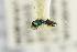  ( - NHMO-DAR-4922)  @11 [ ] CreativeCommons - Attribution Non-Commercial Share-Alike (2015) Unspecified University of Oslo, Natural History Museum