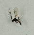  ( - NHMO-DAR-8275)  @12 [ ] CreativeCommons - Attribution Non-Commercial Share-Alike (2016) Unspecified University of Oslo, Natural History Museum