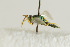  ( - NHMO-DAR-4947)  @11 [ ] CreativeCommons - Attribution Non-Commercial Share-Alike (2015) Unspecified University of Oslo, Natural History Museum