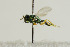  ( - NHMO-DAR-4948)  @11 [ ] CreativeCommons - Attribution Non-Commercial Share-Alike (2015) Unspecified University of Oslo, Natural History Museum