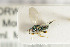  ( - NHMO-DAR-4952)  @11 [ ] CreativeCommons - Attribution Non-Commercial Share-Alike (2015) Unspecified University of Oslo, Natural History Museum
