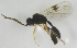  ( - HERSELEB 2016B 059)  @11 [ ] CreativeCommons - Attribution Non-Commercial Share-Alike (2017) Unspecified University of Oslo, Natural History Museum