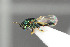  ( - NHMO-DAR-6440)  @11 [ ] CreativeCommons - Attribution Non-Commercial Share-Alike (2015) Unspecified University of Oslo, Natural History Museum