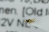  ( - NHMO-DAR-6460)  @11 [ ] CreativeCommons - Attribution Non-Commercial Share-Alike (2015) Unspecified University of Oslo, Natural History Museum