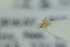  (Aphytis luteus - NHMO-DAR-6469)  @11 [ ] CreativeCommons - Attribution Non-Commercial Share-Alike (2015) Unspecified University of Oslo, Natural History Museum