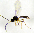  ( - HERSELEB 2016B 090)  @13 [ ] CreativeCommons - Attribution Non-Commercial Share-Alike (2017) Unspecified University of Oslo, Natural History Museum