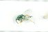  ( - NHMO-DAR-12107)  @13 [ ] CreativeCommons - Attribution Non-Commercial Share-Alike (2017) Unspecified University of Oslo, Natural History Museum