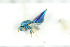  ( - NHMO-DAR-12112)  @12 [ ] CreativeCommons - Attribution Non-Commercial Share-Alike (2017) Unspecified University of Oslo, Natural History Museum