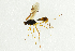  ( - NHMO-ENT-292579)  @13 [ ] CreativeCommons - Attribution Non-Commercial Share-Alike (2018) Unspecified University of Oslo, Natural History Museum