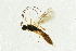  ( - NHMO-ENT-292589)  @12 [ ] CreativeCommons - Attribution Non-Commercial Share-Alike (2018) Unspecified University of Oslo, Natural History Museum