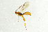 (Aleiodes gastritor - NHMO-ENT-292611)  @13 [ ] CreativeCommons - Attribution Non-Commercial Share-Alike (2018) Unspecified University of Oslo, Natural History Museum