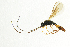  ( - NHMO-ENT-298299)  @13 [ ] CreativeCommons - Attribution Non-Commercial Share-Alike (2018) Unspecified University of Oslo, Natural History Museum