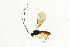  ( - NHMO-ENT-298302)  @13 [ ] CreativeCommons - Attribution Non-Commercial Share-Alike (2018) Unspecified University of Oslo, Natural History Museum