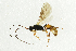  ( - NHMO-ENT-298334)  @13 [ ] CreativeCommons - Attribution Non-Commercial Share-Alike (2018) Unspecified University of Oslo, Natural History Museum