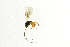  ( - NHMO-ENT-298341)  @13 [ ] CreativeCommons - Attribution Non-Commercial Share-Alike (2018) Unspecified University of Oslo, Natural History Museum