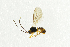  ( - NHMO-ENT-298344)  @11 [ ] CreativeCommons - Attribution Non-Commercial Share-Alike (2018) Unspecified University of Oslo, Natural History Museum