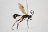  ( - NHMO-ENT-286276)  @11 [ ] CreativeCommons - Attribution Non-Commercial Share-Alike (2019) Unspecified University of Oslo, Natural History Museum