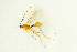  ( - NHMO-ENT-292482)  @13 [ ] CreativeCommons - Attribution Non-Commercial Share-Alike (2018) Unspecified University of Oslo, Natural History Museum