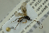  ( - NHMO-ENT-292982)  @12 [ ] CreativeCommons - Attribution Non-Commercial Share-Alike (2018) Unspecified University of Oslo, Natural History Museum