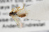  (Plectiscidea agitator - NHMO-ENT-273885)  @11 [ ] CreativeCommons - Attribution Non-Commercial Share-Alike (2019) Unspecified University of Oslo, Natural History Museum
