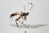  ( - NHMO-ENT-286264)  @11 [ ] CreativeCommons - Attribution Non-Commercial Share-Alike (2019) Unspecified University of Oslo, Natural History Museum